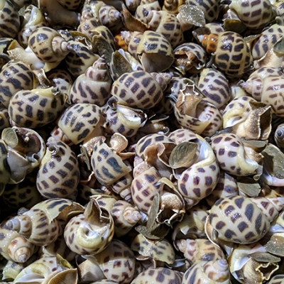 Ốc Hương