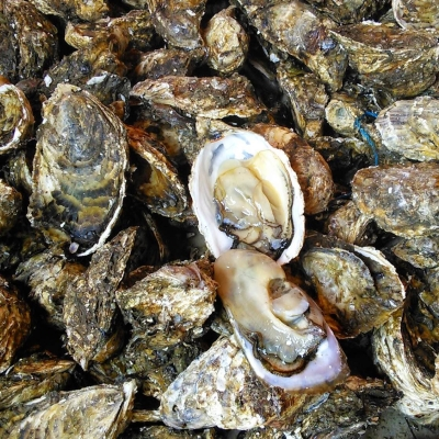 Hàu Vân Đồn
