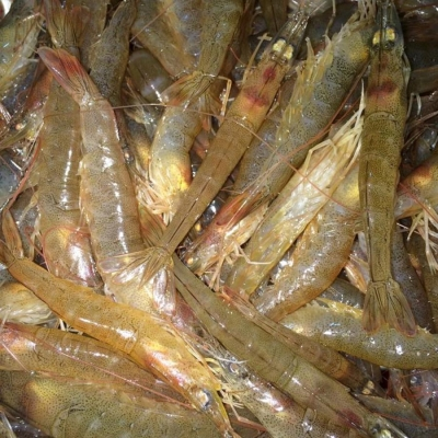 Tôm Rảo